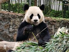 -都江堰中华大熊猫苑