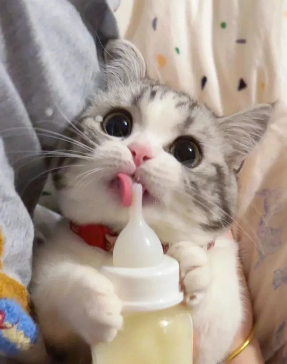 小奶猫喝奶的模样真让人爱不释手