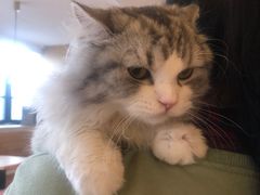 -猫腻·猫咖·撸猫馆(星光大道店)