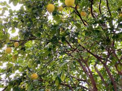 -上海佘山国家森林公园天马山园