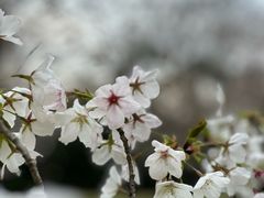-顾村公园