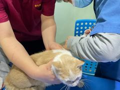 -瑞派申生动物医院·24H夜诊·国际动物医疗中心·骨外科(吴中路店)