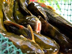 黄辣丁-鱼品天下美蛙鱼·海鲜·牛排自助