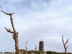 -金塔沙漠胡杨林景区