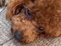 -佳怡动物医院·平价24小时·猫专科骨外科