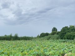 -陶辛水韵