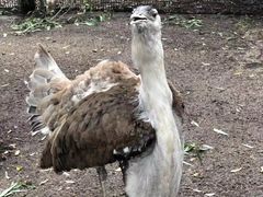 -费瑟代尔野生动物园