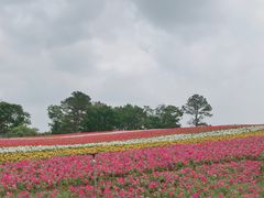 -大塘金香草谷