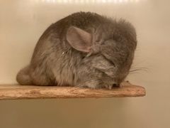 -龙猫仔乐园(惠福东路店)