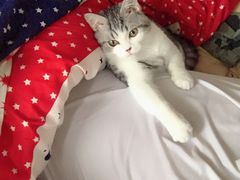 -Bastet sally猫舍购宠(静安店)