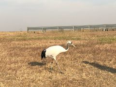 -盐城丹顶鹤湿地生态旅游区