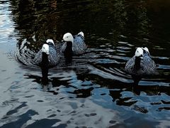 -宁波杭州湾国家湿地公园