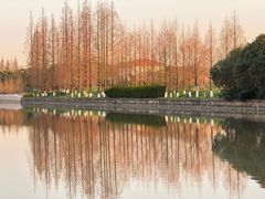 -高东镇樱花园