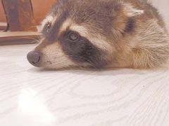 -浣熊柯尔鸭土拨鼠·电玩咖