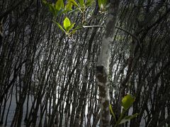 -深圳湾公园(南山区)