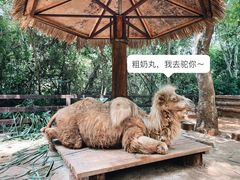 -海南热带野生动植物园