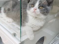 -lincat·猫舍(广州店)