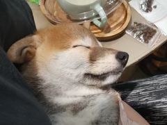 -逗柴咖啡屋·狗咖猫咖宠物桌游