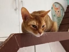 -猫小院猫主题餐厅(三里屯店)