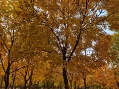 -永定河休闲森林公园