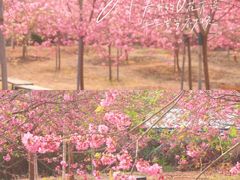 -天适樱花悠乐园