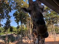 -清迈夜间动物园