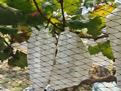 -马陆小张葡萄园农家乐