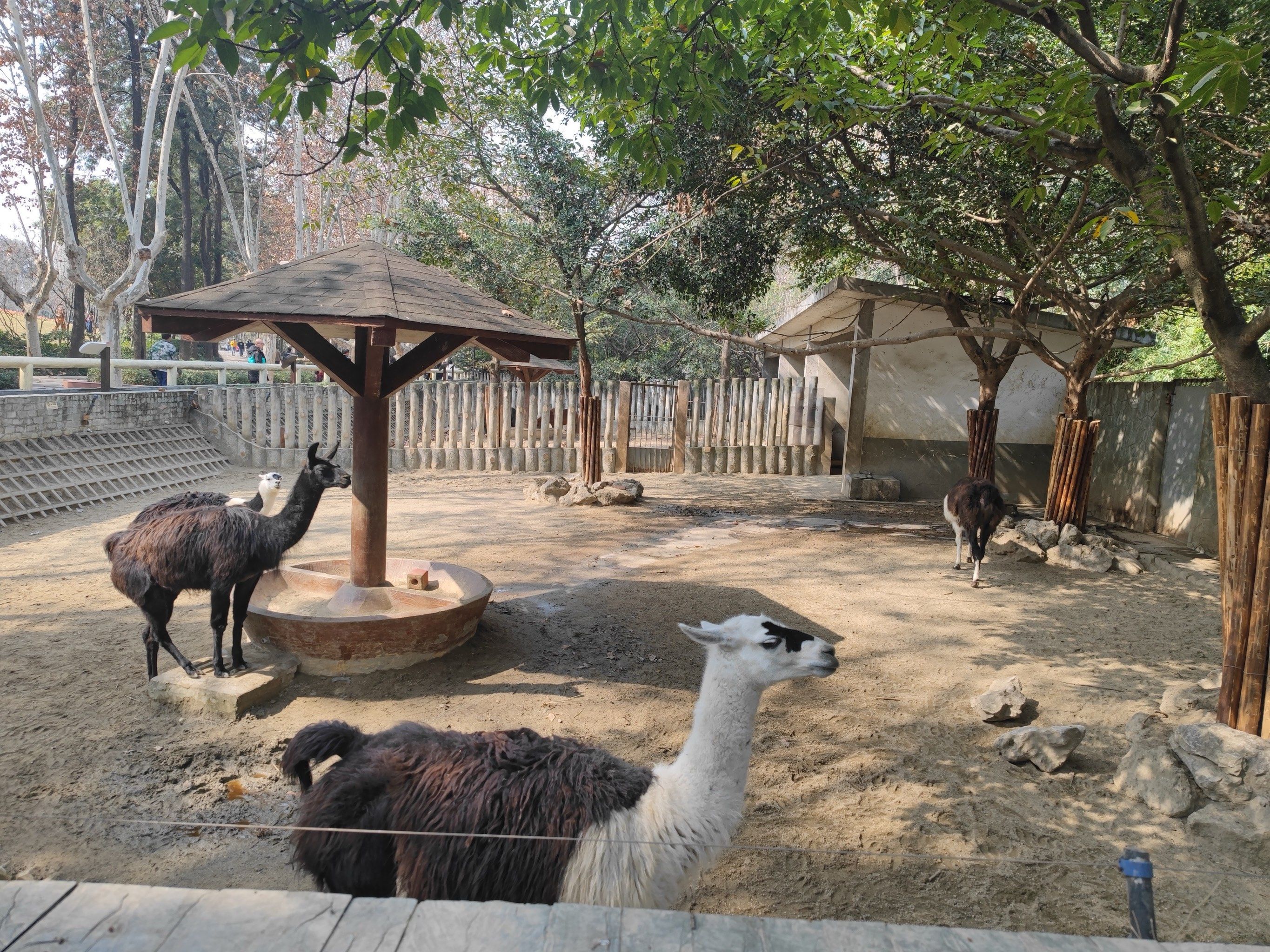 动物园里有什么