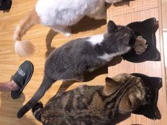 -啵啵喵·猫咖(攀华国际店)