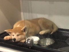 -熊小胖宠物生活馆(天华园店)