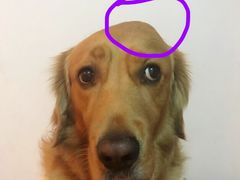 -爱侣宠医·鹦鹉专科·小型哺乳类·异宠专科(灵石路店)