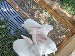 -北京鹿世界主题园