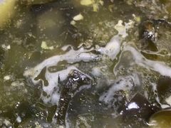 -千岛湖鱼味馆(十字街总店)