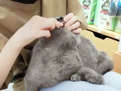 -爱洗澡的猫(天河路店)