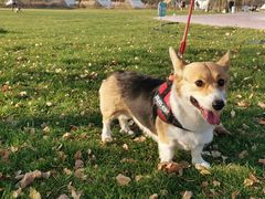 -安德鲁户外烧烤帐篷营地(马泉营店)