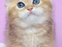 -PETKIT小佩宠物·低压洗护(国顺东路店)