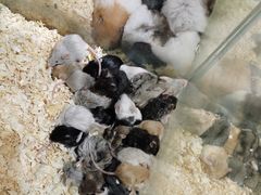 -青石桥花鸟鱼虫市场(叠翠城店)