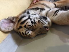 -四季酒店下午茶