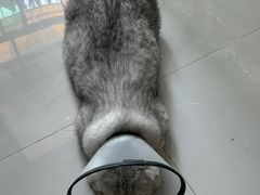 -福州肆爪动物医院