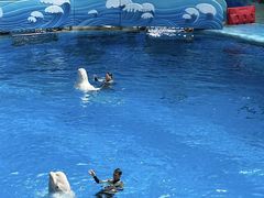 -海合安成都极地海洋公园