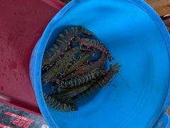 -蓝湾碧波·老字号·疍家非遗海上餐厅