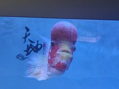 -长春青怡坊鲜花批发(青怡坊花鸟市场店)