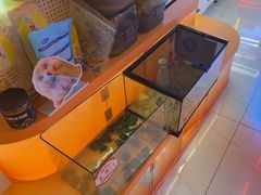 -可爱抓 COCO  GOTCHA(天津鹏欣水游城店)