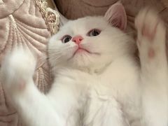 -喵zoo家庭繁育猫舍(尖东智能花园店)
