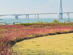 -芒洲湿地公园