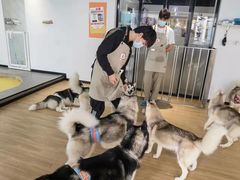 -Husky Go! 哈士奇体验馆·宠物咖啡厅狗咖