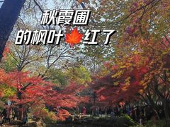 -秋霞圃