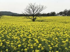 -南京市无想山景区