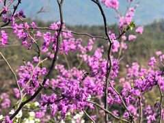 -天台山赤城山景区