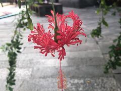 -佛山顺德香云纱园林酒店(清晖园店)